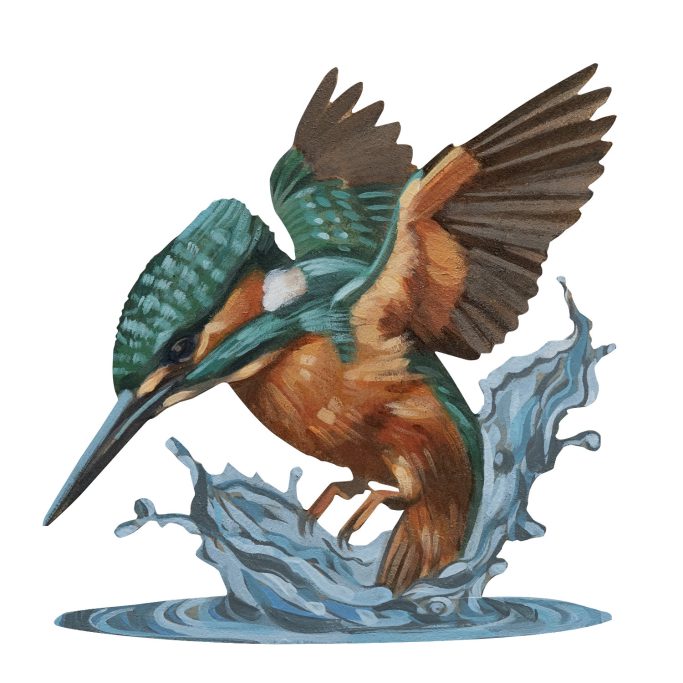 Eisvogel Ein Eisvogel taucht ins Wasser ein.